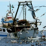 Allarme pesca Riviera Jonica Etnea: l’import straniero supera il 60% allarme Riviera Jonica etnea